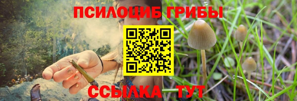 Псилоцибиновые грибы Psilocybine cubensis Осинники